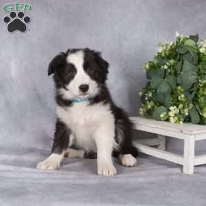 Beverly, Border Collie Puppy